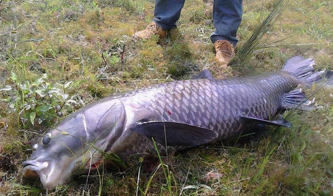 青鱼被称为"索命鱼",能把人拉下水,是传言吗?_称号_我国_钓鱼人