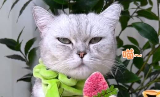 料理猫王:萌宠猫咪上得厅堂下得厨房,爆红网络吸粉千万_长安_网友