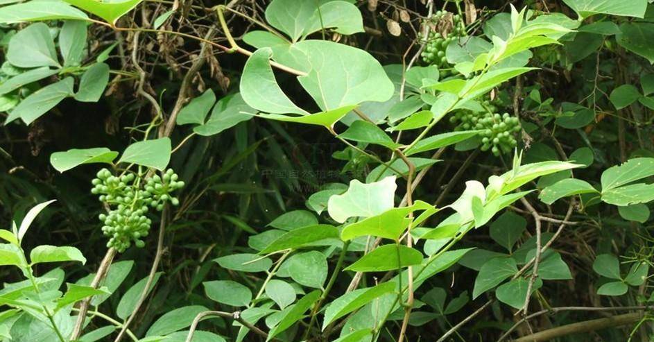 分享抗病中药——红藤,清热解毒,活血止痛,常用于治疗肠病