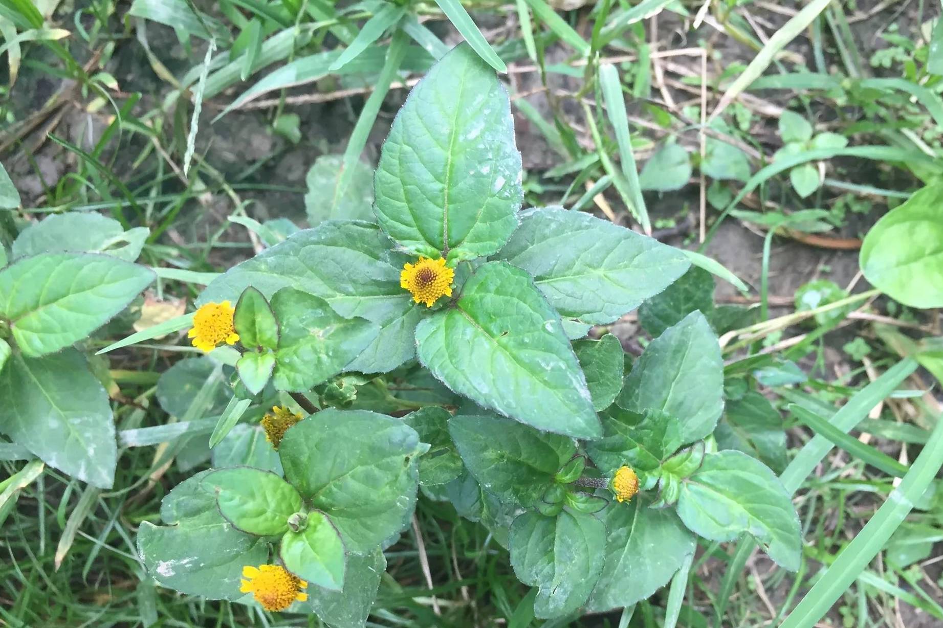 老屋旁的金扭扣,人称"止痛草",若你家乡有,不要再当杂草了_牙痛_野草
