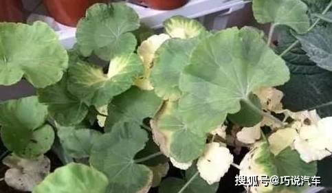 原创            盆栽花卉黄叶，按图索骥治疗（盆载花黄叶怎么办?）