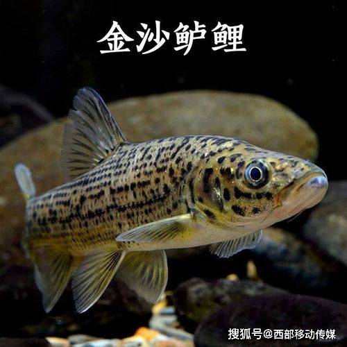 赤水河是45种长江上游特有鱼类的重要栖息地_保护_金沙鲈_云南