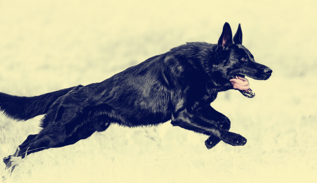 民间故事:少女嫁给俊书生,成婚前夜黑狗对少女说:你若嫁他必死_郑阿生