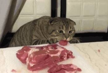 猫咪不能吃这5种“人食”，别让无知害了喵