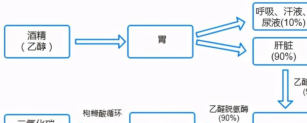 酒精代谢过程 来自搜狐网