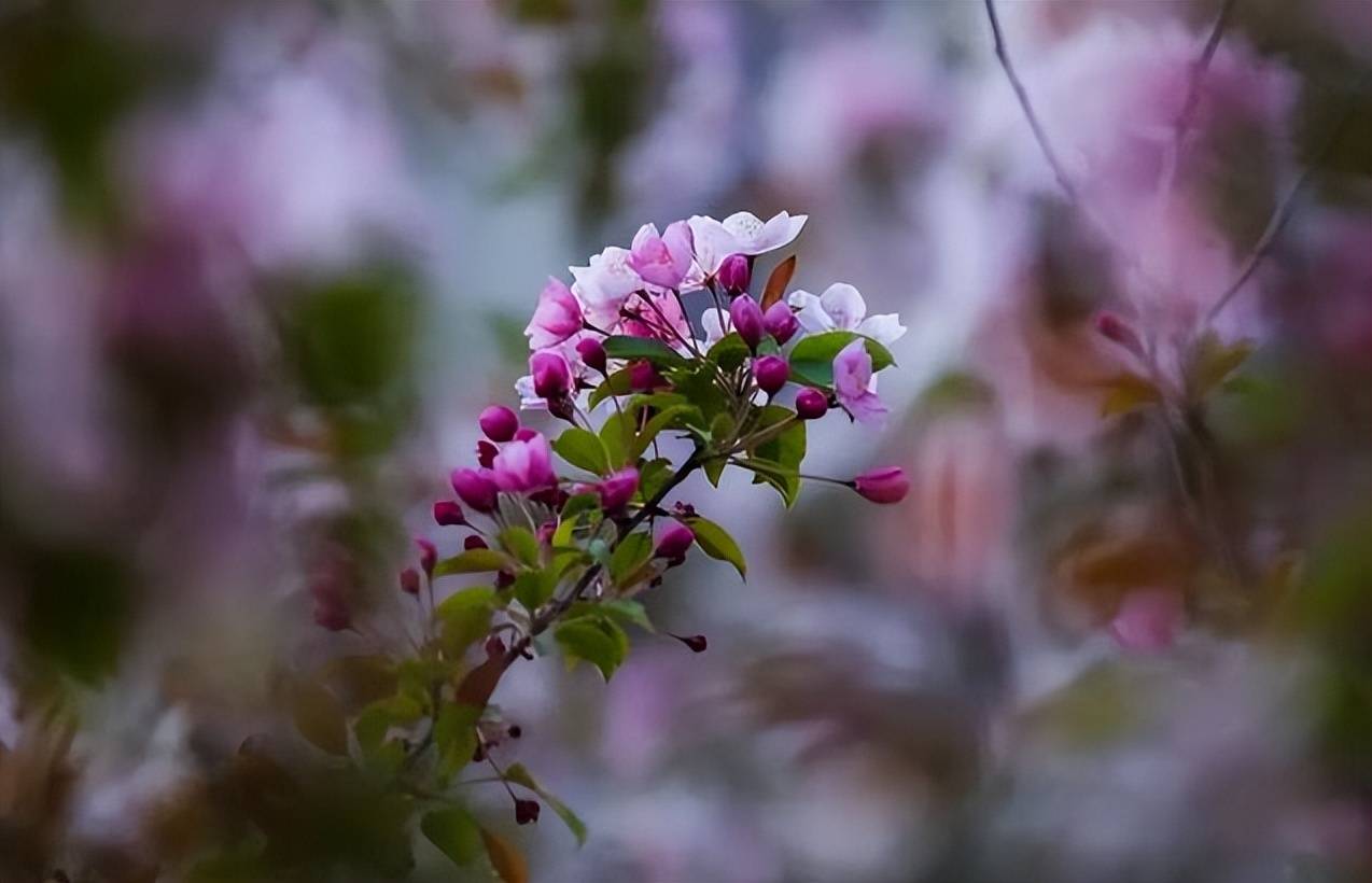 苜蓿花（苜蓿草蜜和花蜜的区别在哪） 第23张