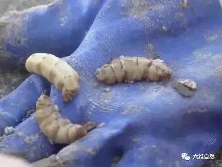连白蚁都堕落了，浙江一大坝挖出巨型蚁巢，罕见现一蚁王和三蚁后（大坝白蚁治理价格）