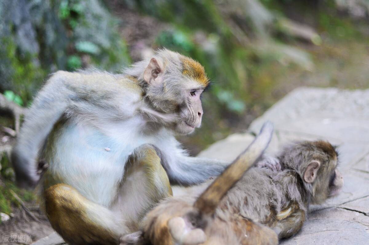科普:六耳猕猴的来历,六耳猕猴在热带雨林中的作用_古老_组成部分
