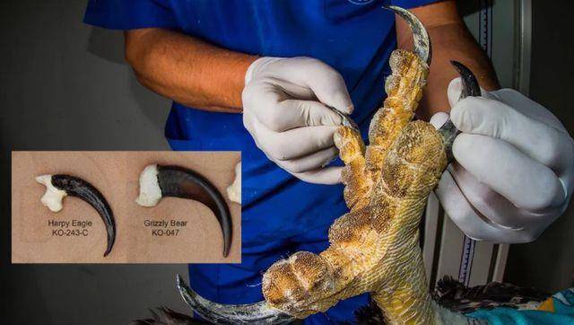 热带雨林中的"鹰身女妖",捕树懒抓吼猴,被称为"地