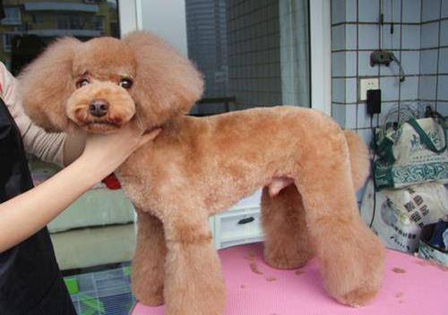 给巨型贵宾犬剪毛的那些日子_修剪_狗狗_毛发