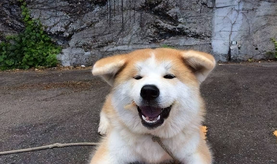 忠诚的秋田犬少人养,无非是因为这几点_狗狗_零食_价格