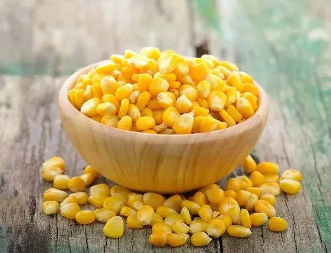 玉米粒是果实还是种子?_籽粒_果皮_作物