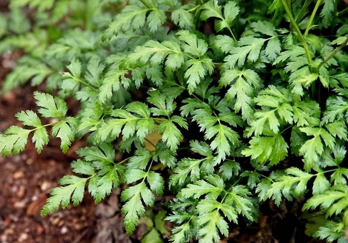 黄连_种植_功效