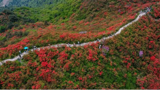 杜鹃花（杜鹃花日语） 第4张