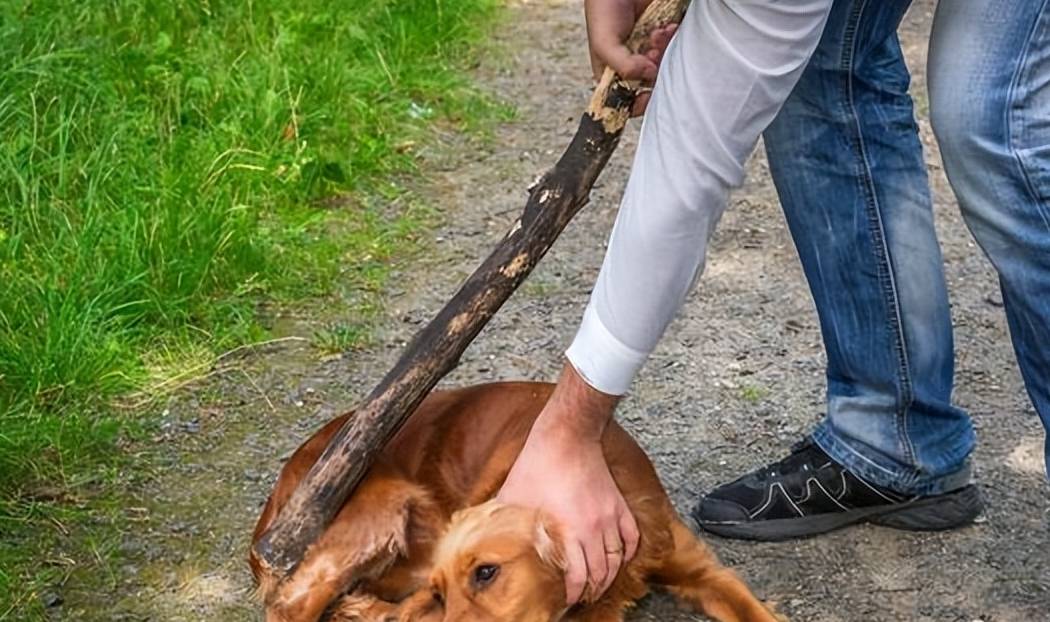 狗狗害怕的几种惩罚方式,每个都是它的"死穴"_主人_因为_受伤