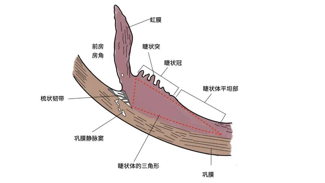 睫狀體 (ciliarybody)虹膜的呈現的顏色,由虹膜基質和上皮中色素量的