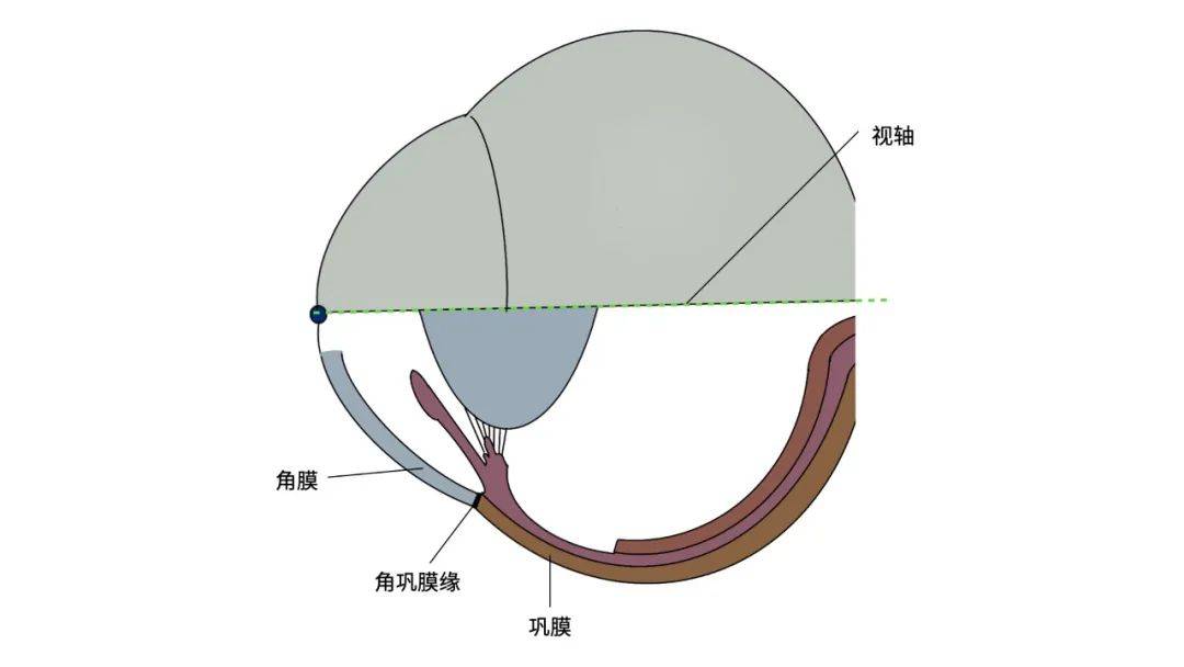 眼科科普|動物眼部解剖結構圖文詳解_眼球_虹膜_視網膜