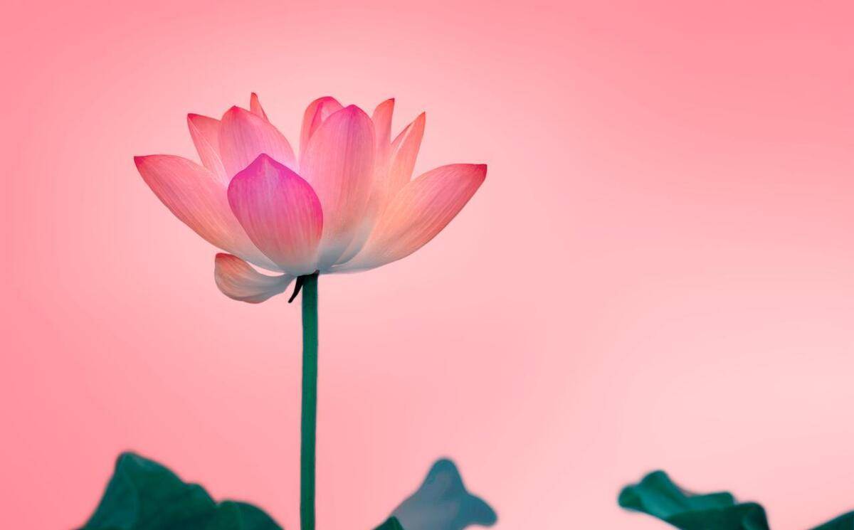 "衣有衣,食有食",勤俭持家,勤俭持家,不花钱是四大星座_生活_金牛座