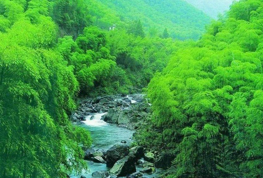 四川的竹林也是不可多得的美景_蜀南竹海_景区_世界