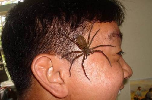 每日一笑:朋友怀疑妻子精神有问题,便去请教精神病医生……_儿子_蚊子