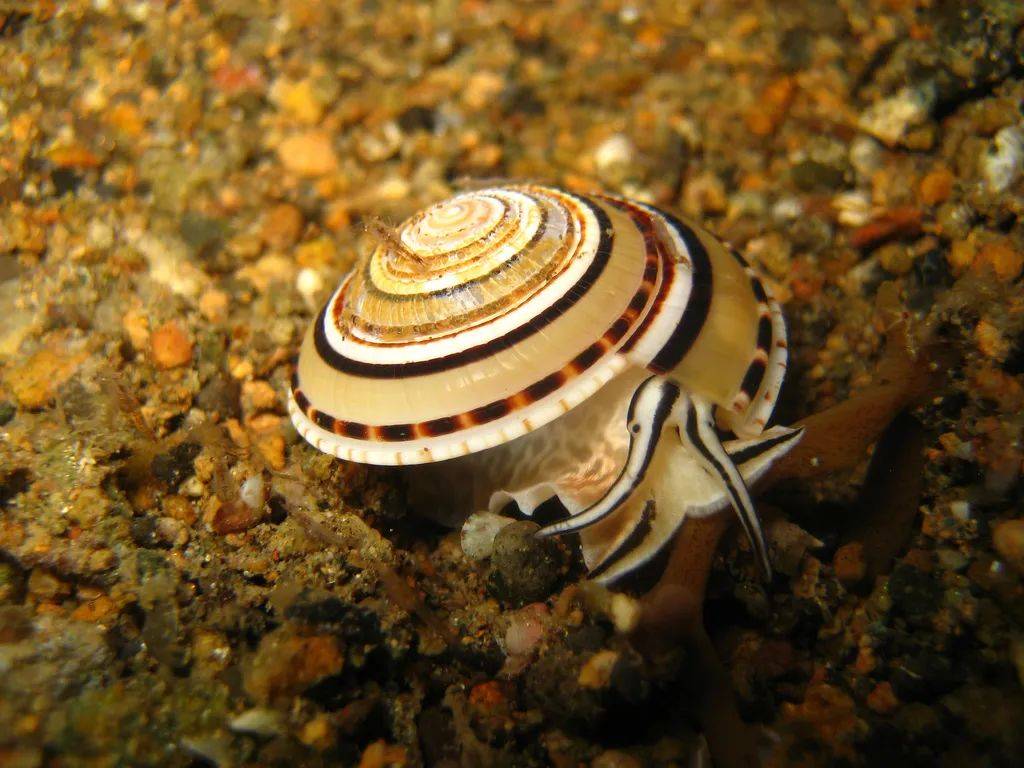 寻宝深圳市海之洋贝壳博物馆 │ 初识配景轮螺_白色_中国_海南岛