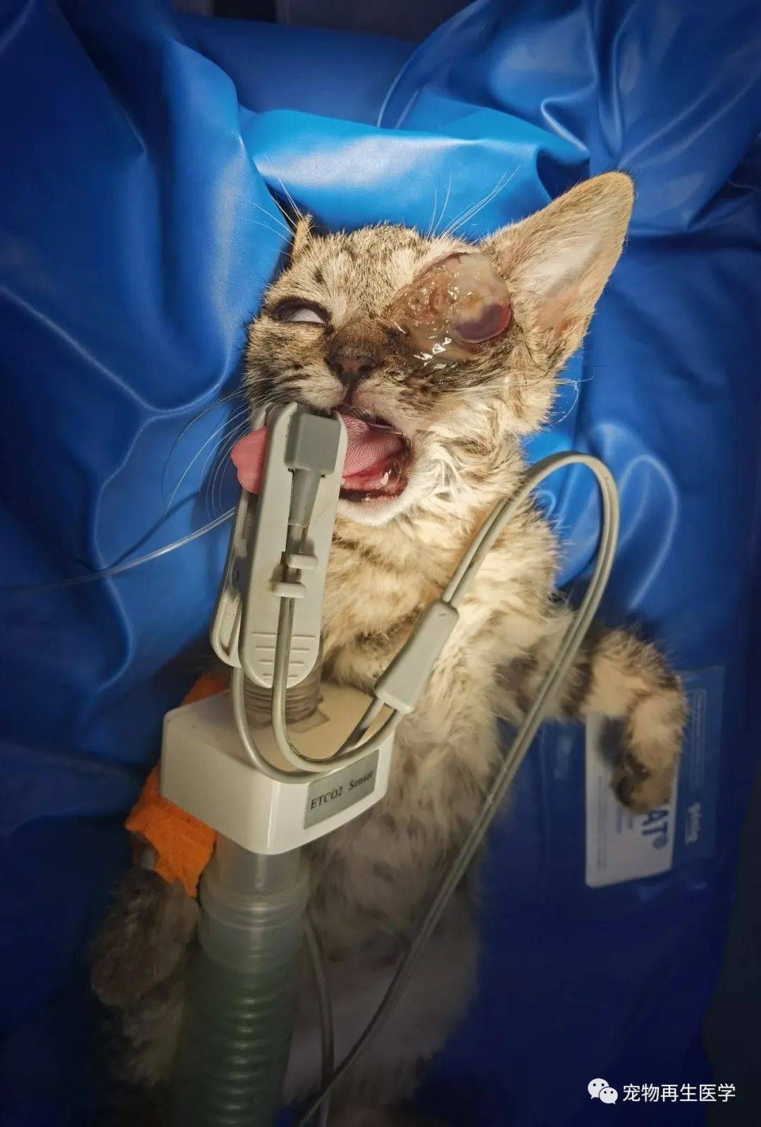 眼科病例|猫咪眼球摘除后应用ecm海绵填充_细胞_软组织_动物