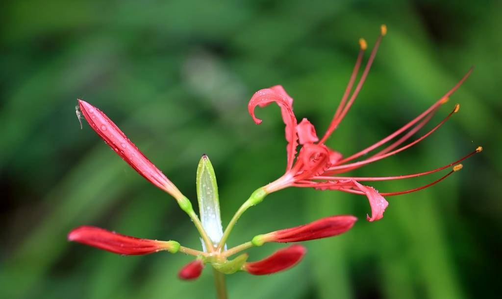 花葉永不相見:世上最悽美的愛情花——彼岸花(組圖)_相關_衡陽_夏末秋