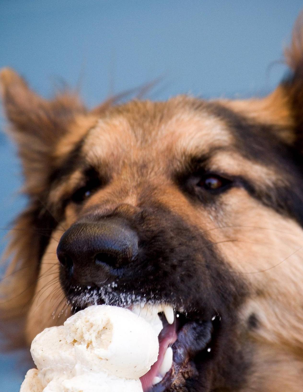 狗子不吃东西怎么办？一文告诉你狗狗超喜爱的高蛋白食材
