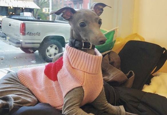 意大利灵缇犬,可爱又娇小,养了绝不后悔_生活_训练_猎犬