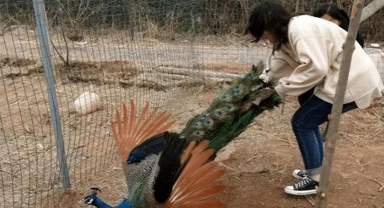 孔雀为躲游客拔毛被滑车碾死,景区真的管不了?_动物园_行为_伤害