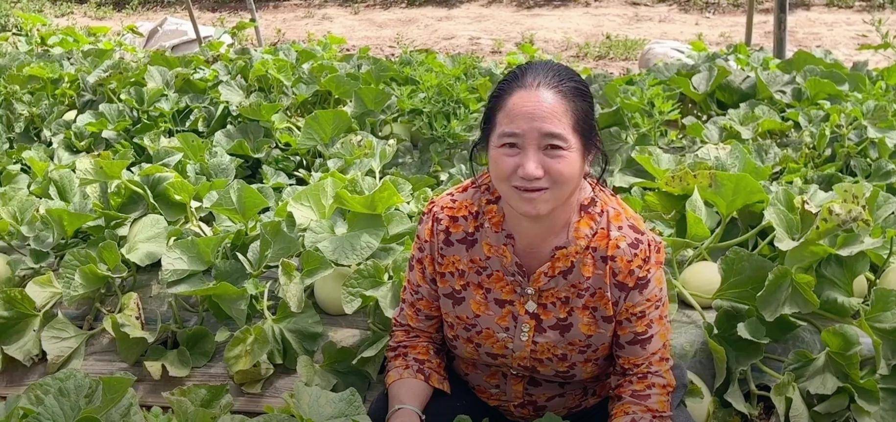 玛丽卖甜瓜创新高,老挝妈妈帮大忙!
