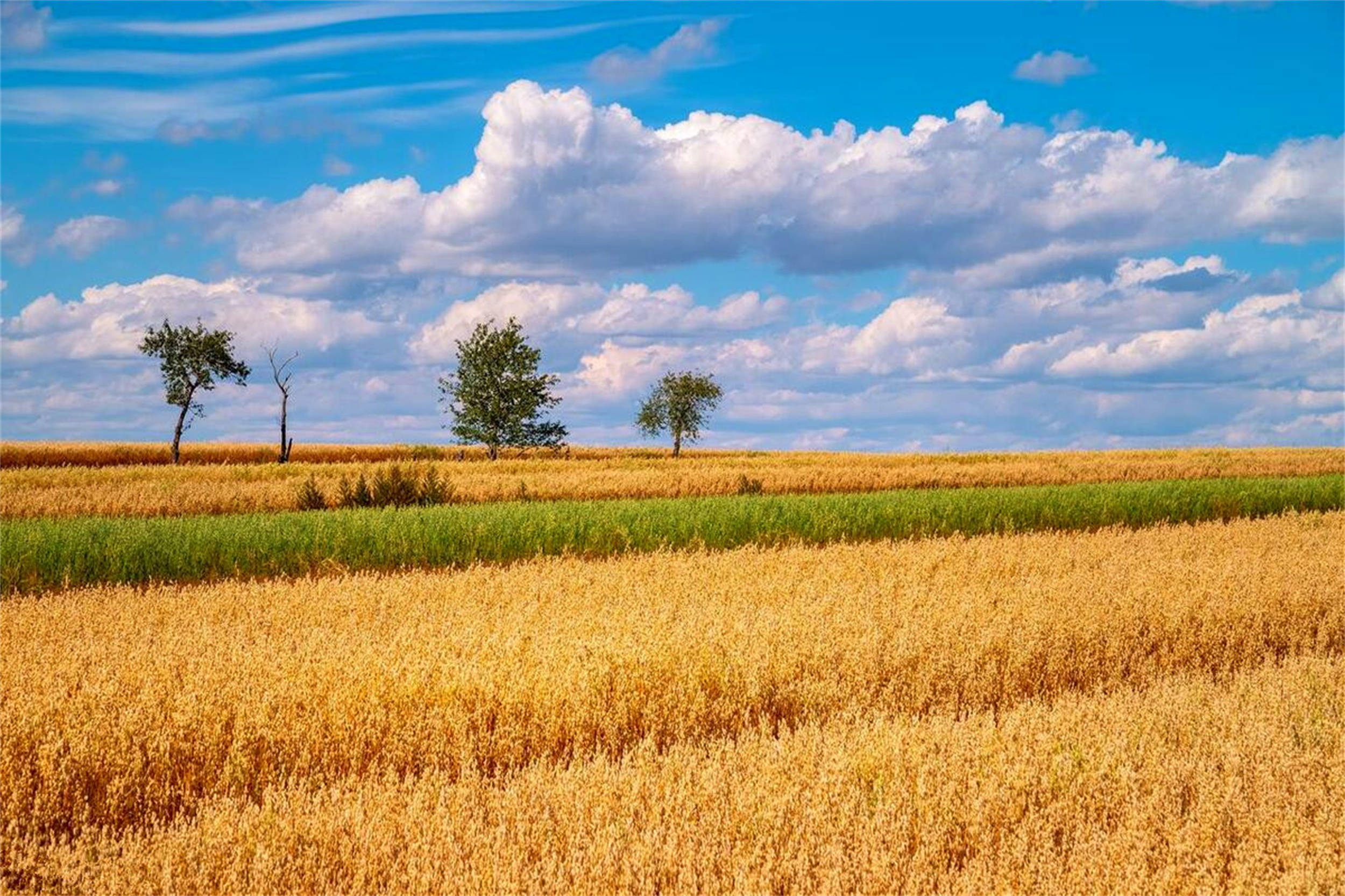 传统建议了解_苋菜_花甲_小麦