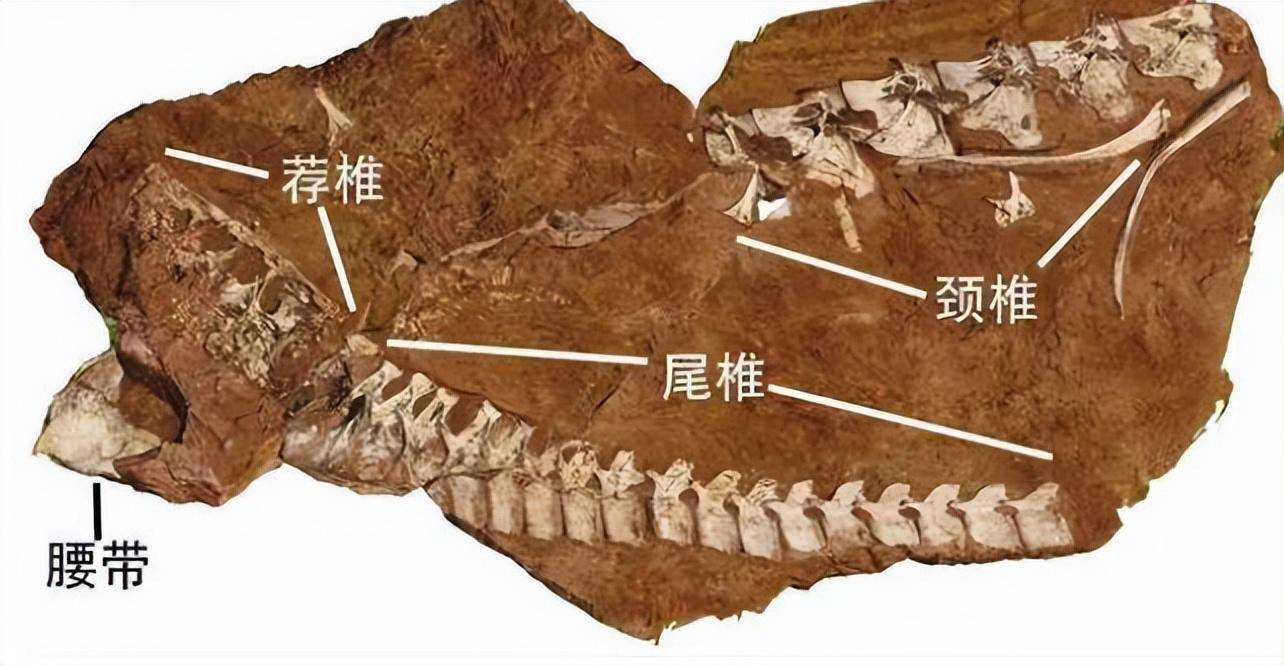 江西发现距今9000余万年泰坦巨龙化石