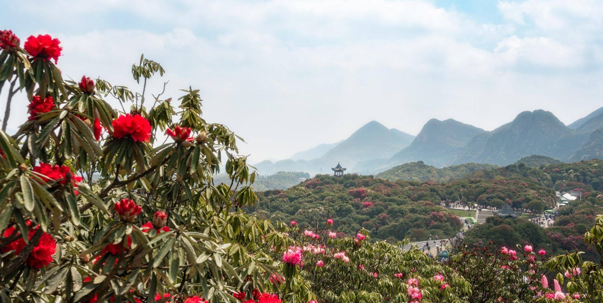 贵州百里杜鹃景区的详细旅游攻略