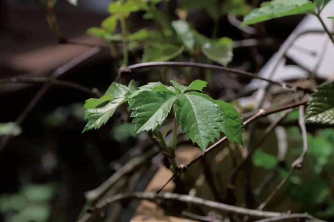 組圖|神奇高郵湖實景一候螻蟈鳴,二候蚯蚓出,三候王瓜生.