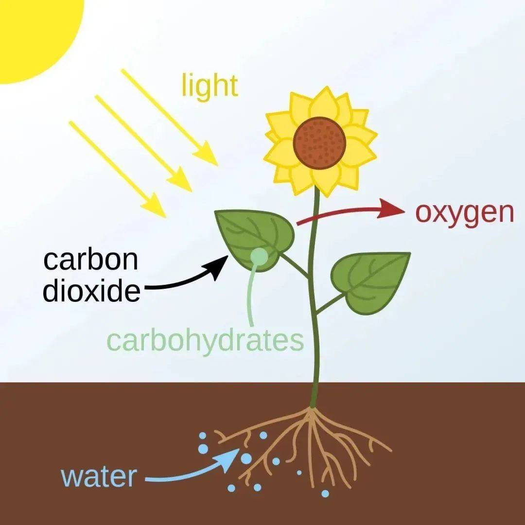 种子图片（种子图片生物） 第6张