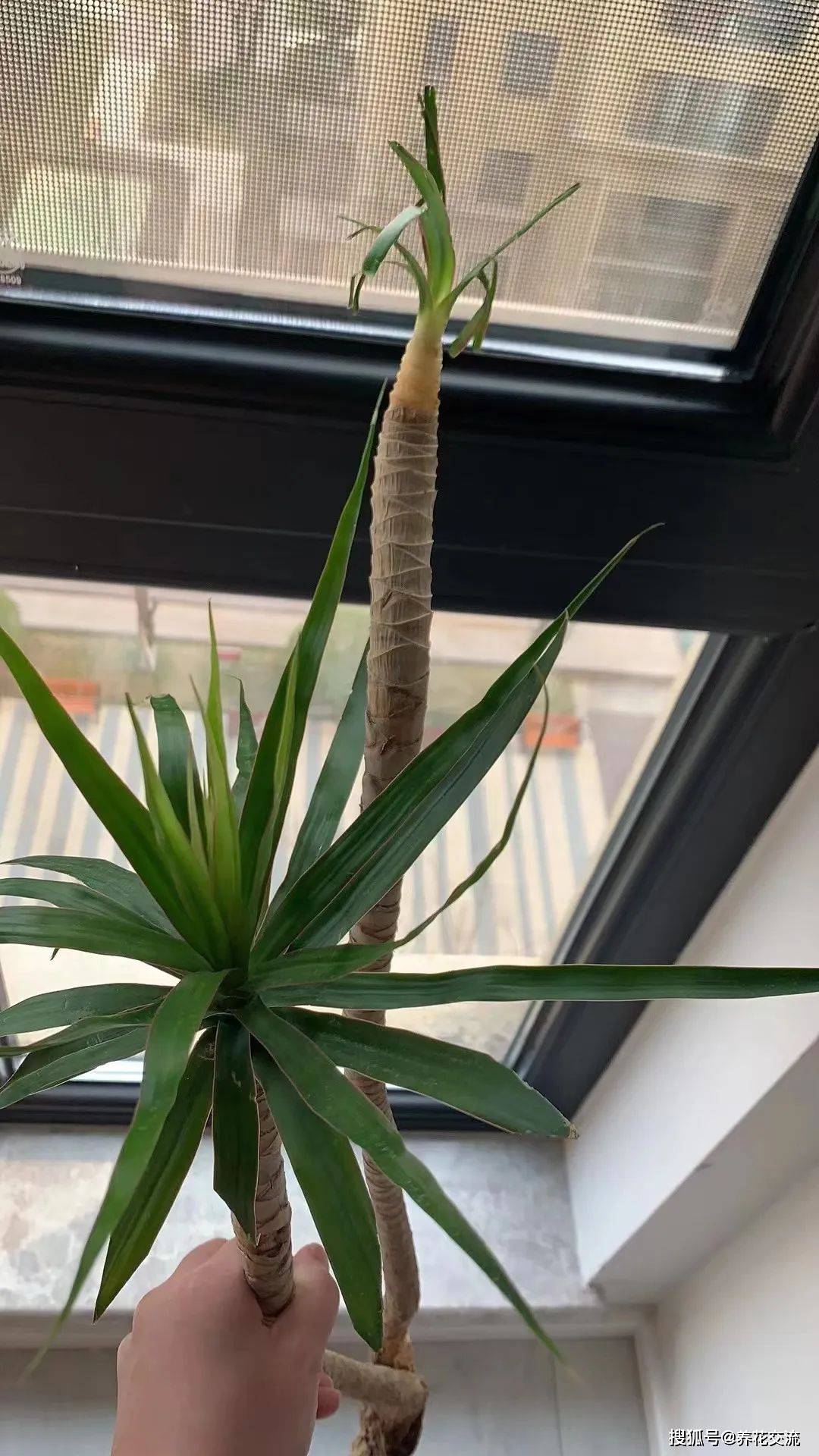 千年木长得太歪,叶子发黄低垂怎么办?_枝条_植株_光照