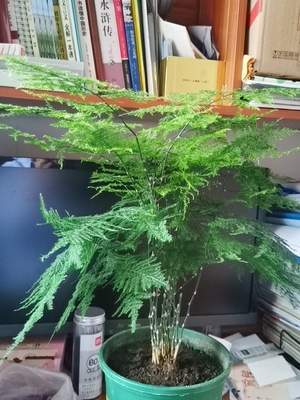 观叶类花卉盆栽文竹详解（观叶类花卉盆栽文竹详解图）