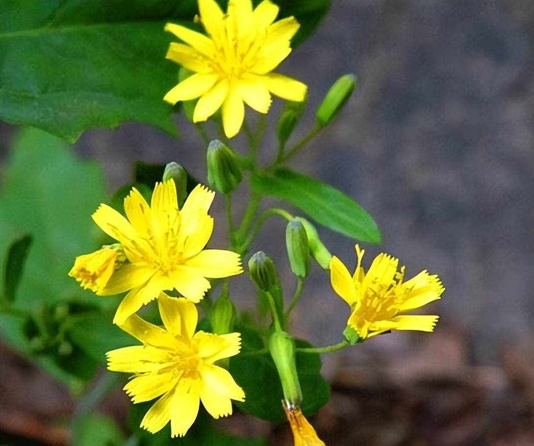 小蓬草和一枝黄花图片