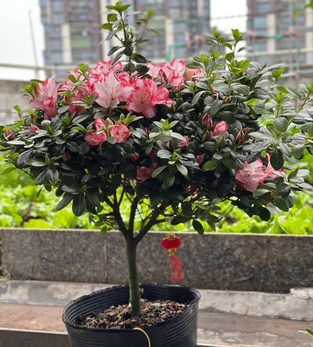 喜欢养杜鹃花,就选"彩钻杜鹃",好养易打理,颜值高且花期长_品种_地方