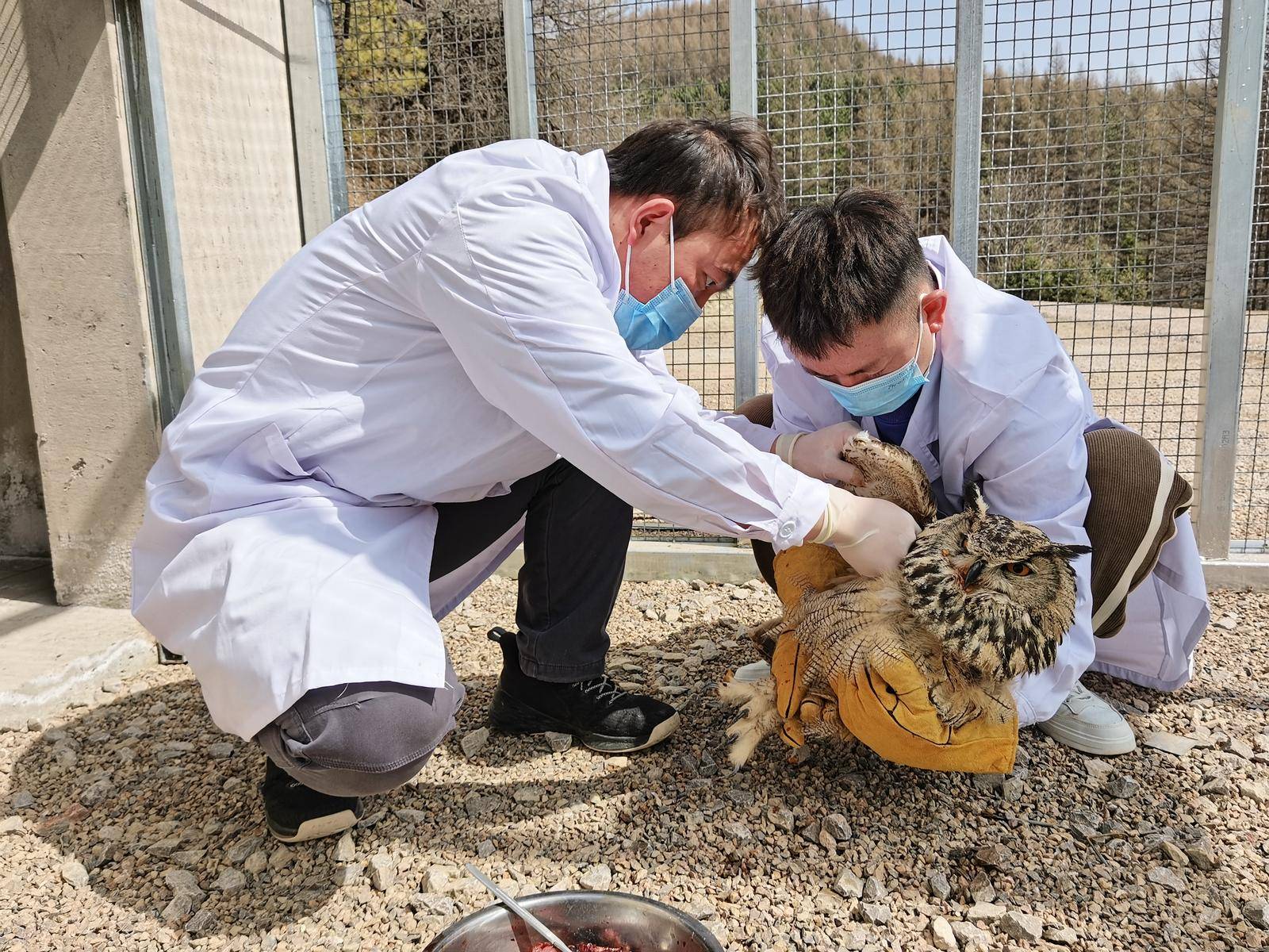 兽医陈文科说,"我们通过口腔给水,用镊子喂食碎肉,进行液体治疗和人工