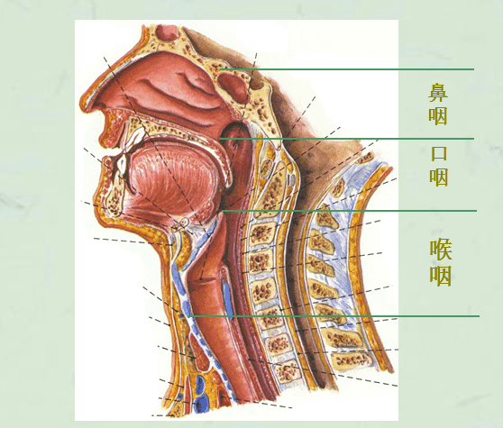口腔咽部图解图片