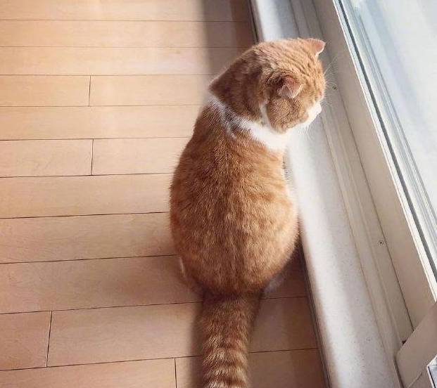 一只背影非常漂亮的橘猫,圆润可爱,网友:好想亲一口!_猫咪_时间_窗台