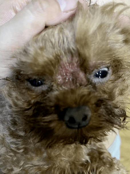 莫爱佳皮肤关爱月病例回顾关于迷你泰迪耳螨,蠕形螨和细菌性皮炎的