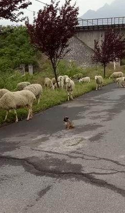 小土狗端坐在马路边看管羊群，网友：这是我见过最凶狠的牧羊犬！