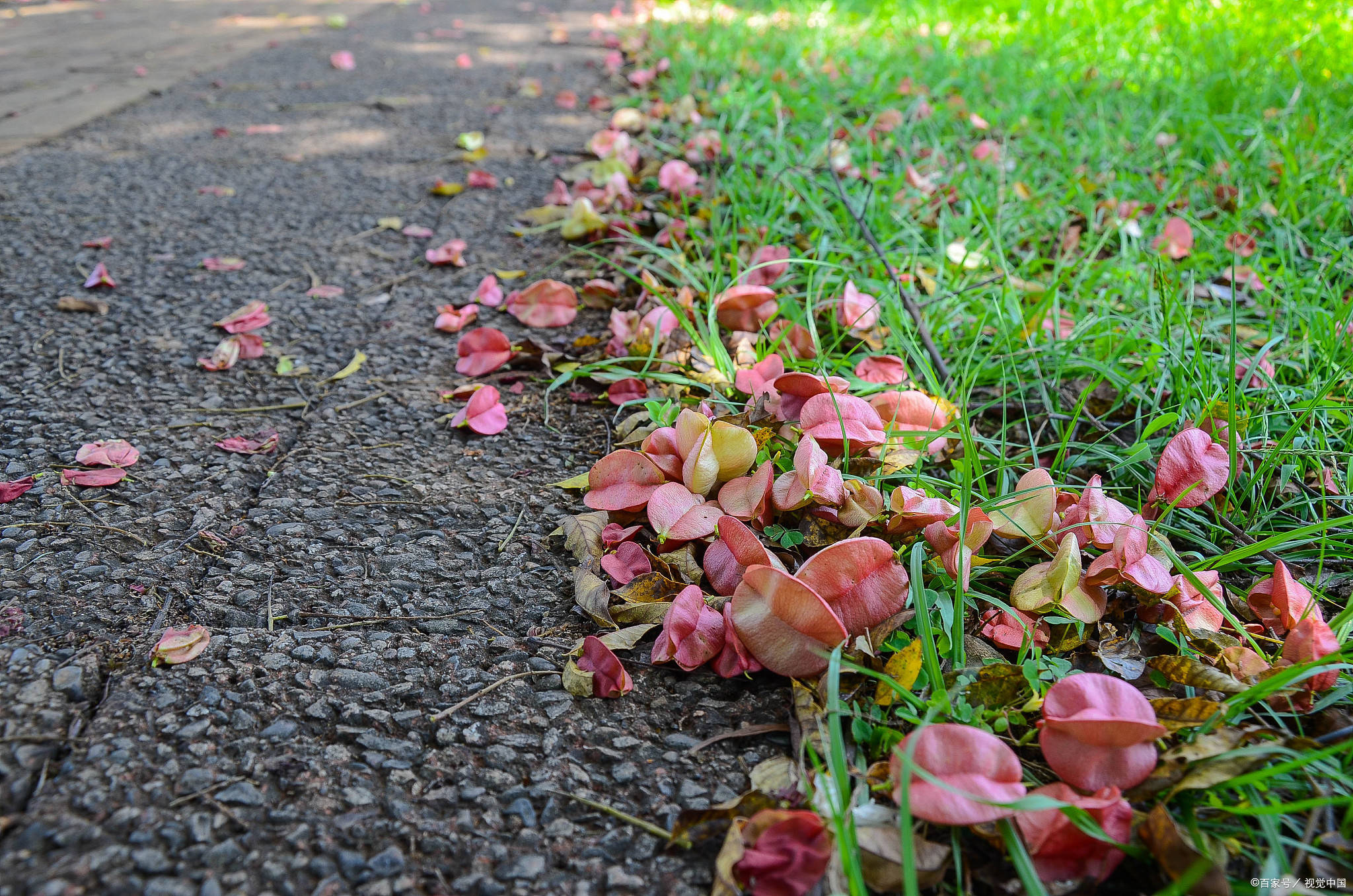 适合拍花发朋友圈的句子_花开的句子唯美_大自然_色彩_花儿