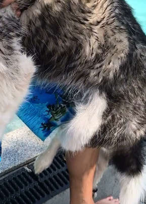 主人让哈士奇游泳,二哈:不想游,有本事你就放!