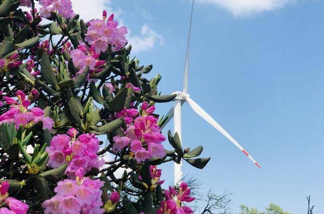 杜鹃花（杜鹃花是映山红吗） 第3张