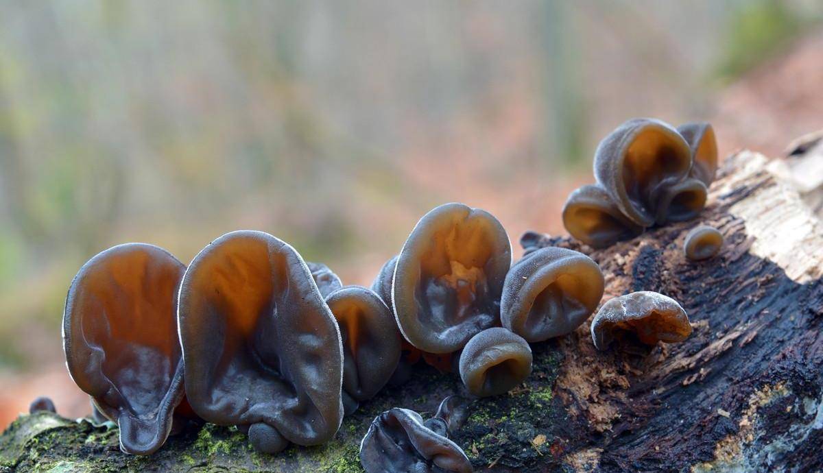 新鲜黑木耳是这样长出来的,晒干后也可以做成新鲜脆爽的美食_环境_大