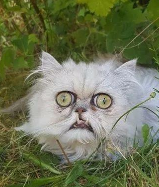 长得像恐怖片里的猫,它曾吓到邻居大叫妈妈!_wilfred_时候_金吉拉